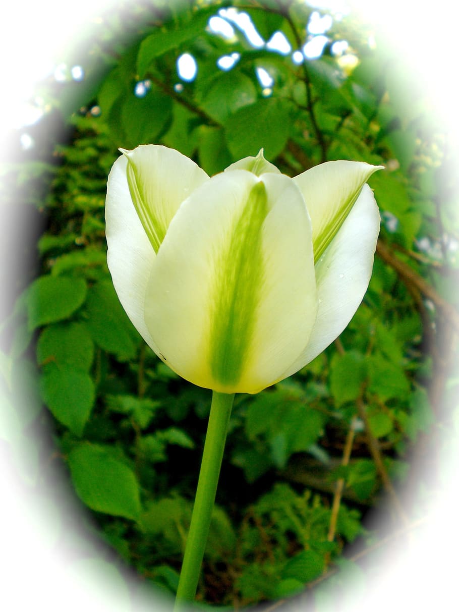 tulip, white, spring, blossom, bloom, green, plant, green color HD wallpaper