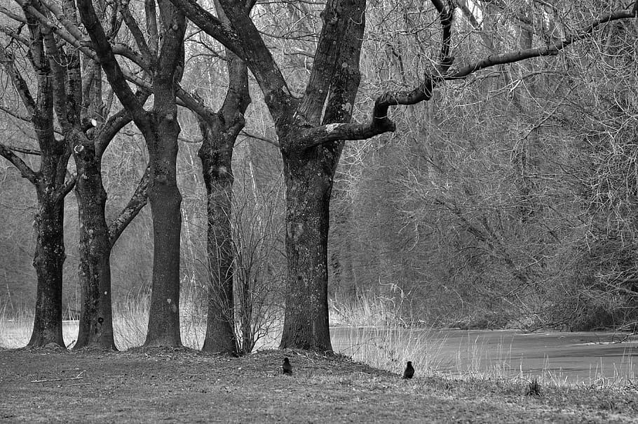 tree, trunk, branch, row, row of trees, canal, shore, landscape HD wallpaper