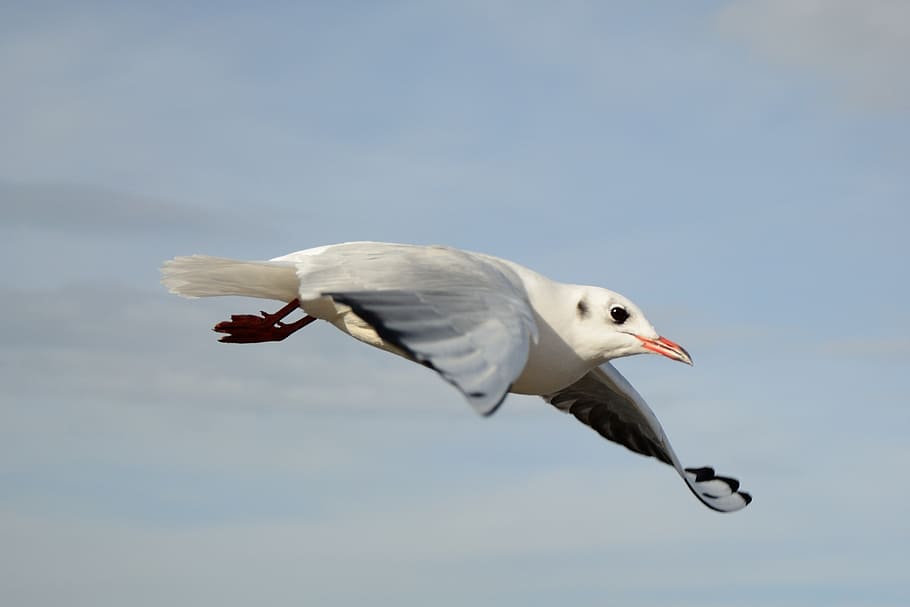 seagull, bird, fly, dom, sky, lake, feather, wing, spring dress HD wallpaper