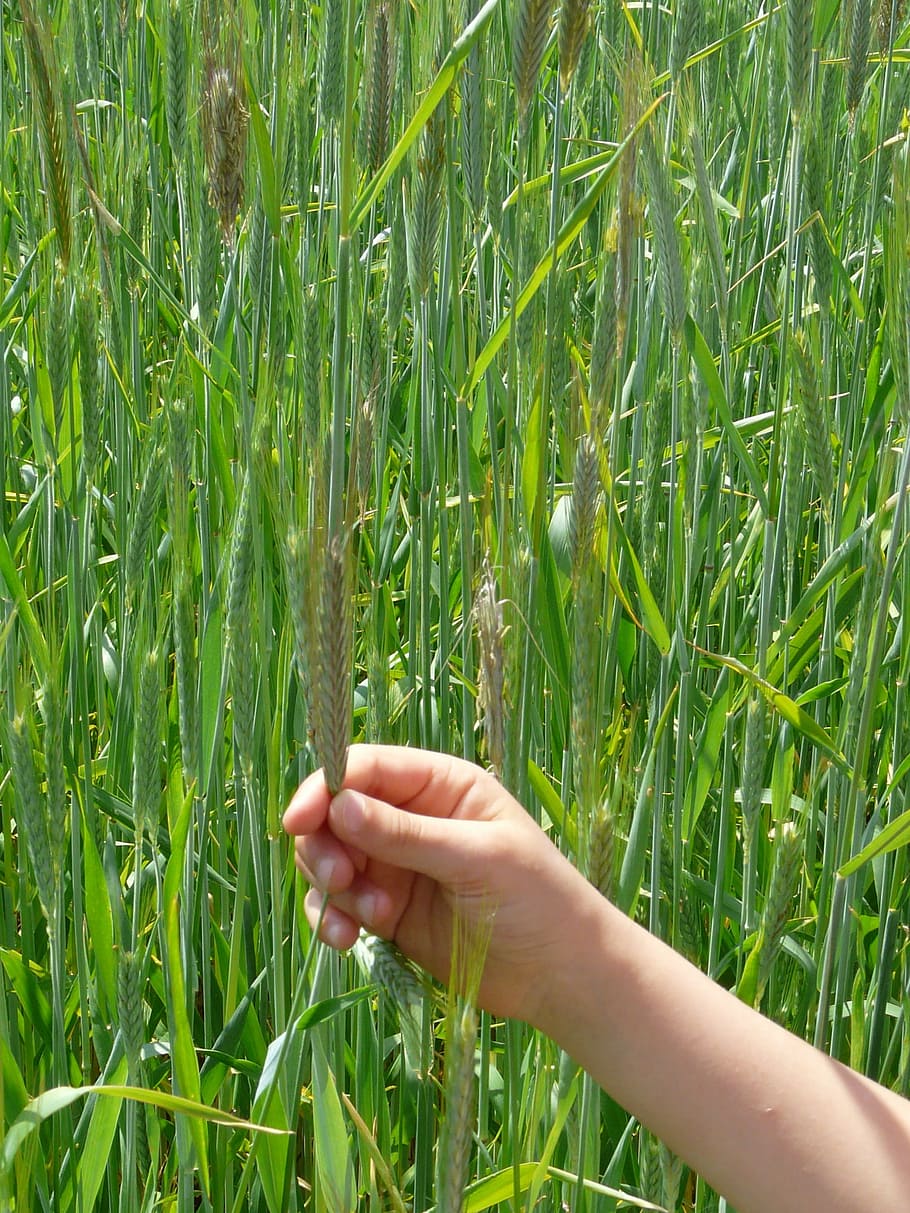 Curious, Discover, Marvel, Hand, examine, feel, see, nature HD wallpaper