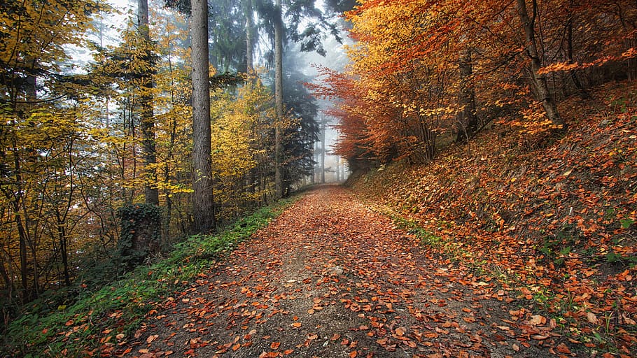 brown trees near road, landscape photo of pathway between trees HD wallpaper
