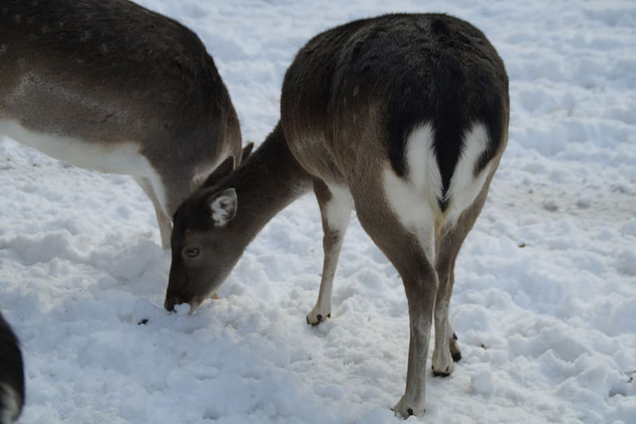 roe deer, fallow deer, wild, winter, snow, winter fur, wintry HD wallpaper