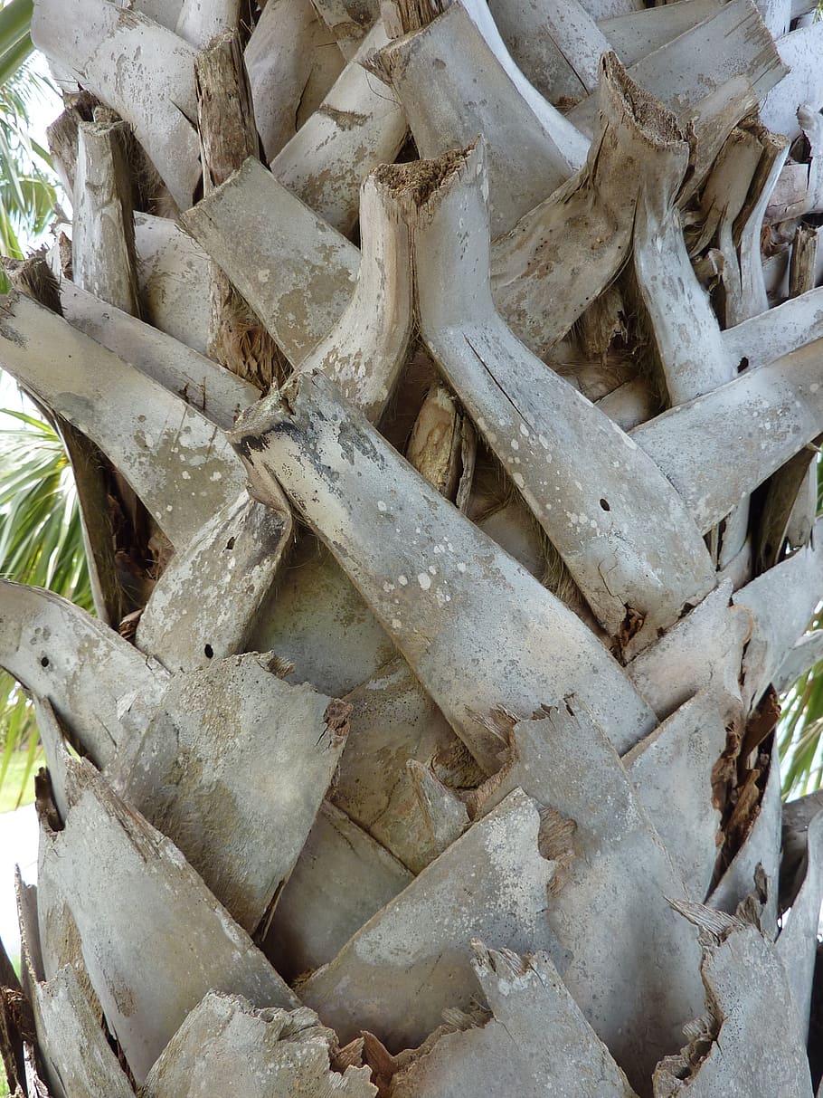 tree bark, texture, nature, pattern, plant, brown, full frame HD wallpaper
