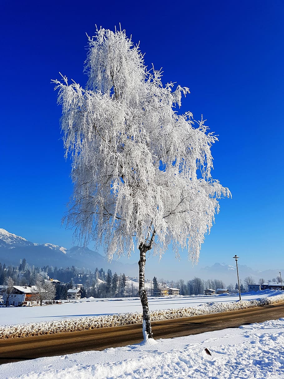 tree, ice, winter, snow, cold temperature, beauty in nature HD wallpaper