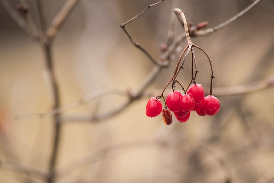 Berry, Branch, Tree, Plant, Red, Bush, food, natural, foliage HD wallpaper