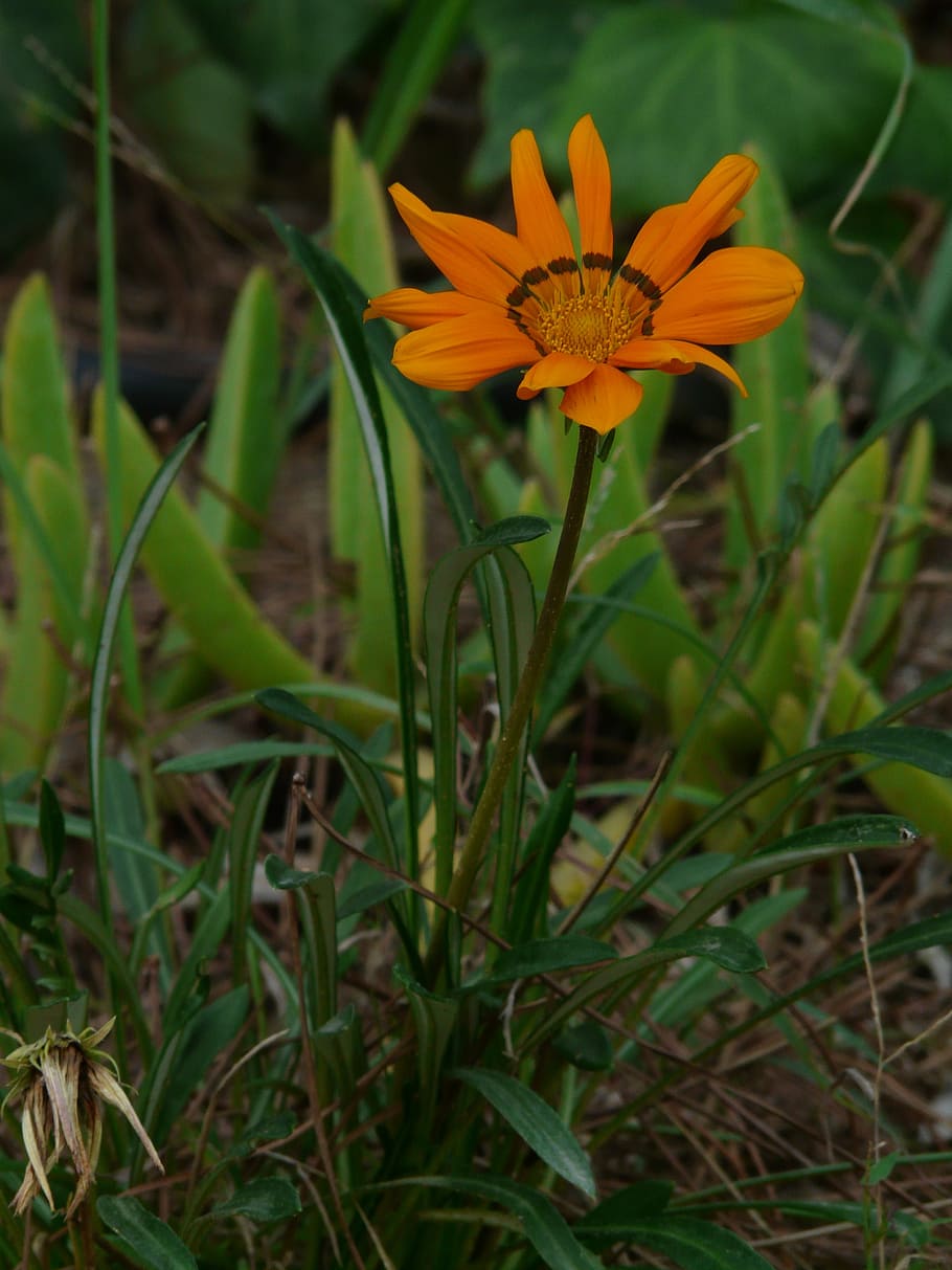 gazania rigens, gazanie, geäugte gazanie, orange, point number, HD wallpaper