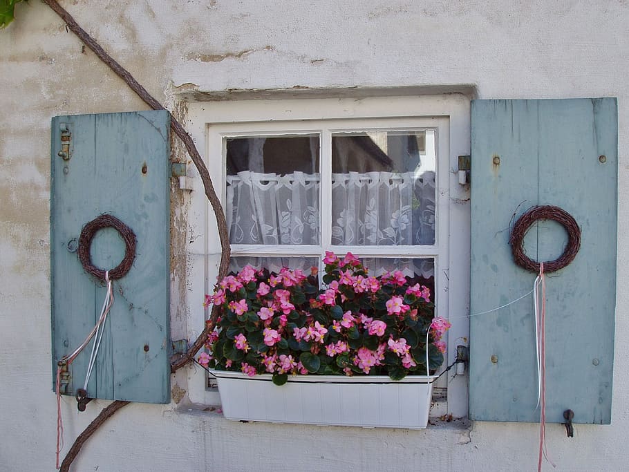 pink flowers on white pot, window, old, transient, flowers decor HD wallpaper