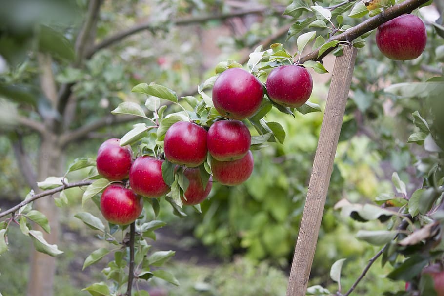 garden, apples, fruit, apple tree, fruity garden, autumn, apple orchard HD wallpaper