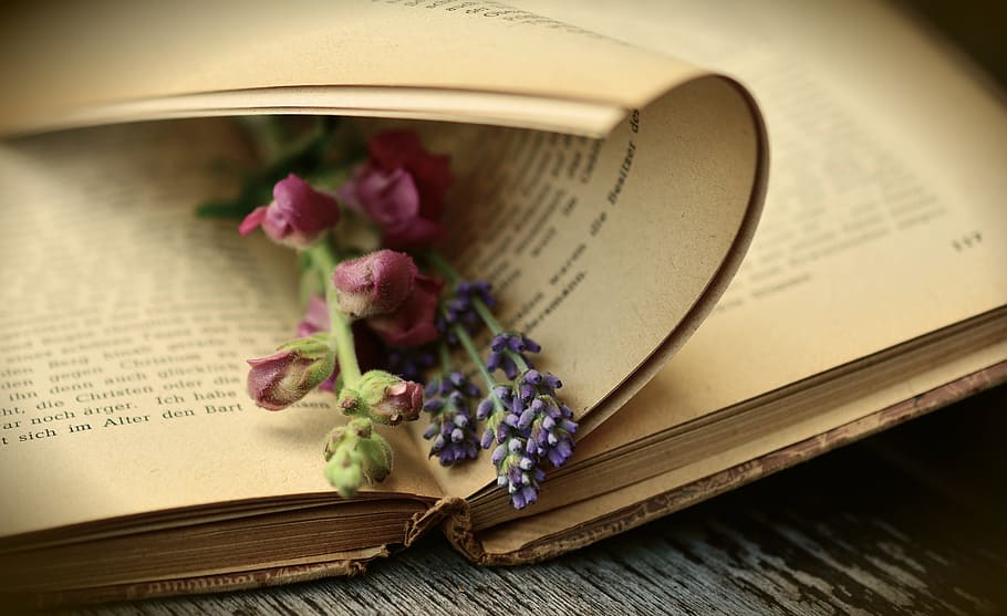 pink and purple petaled flower on book page, old book, read, used, HD wallpaper