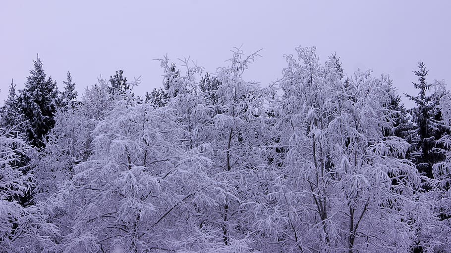 snow, winter, landscape, branches, tree, forest, frost, cold HD wallpaper