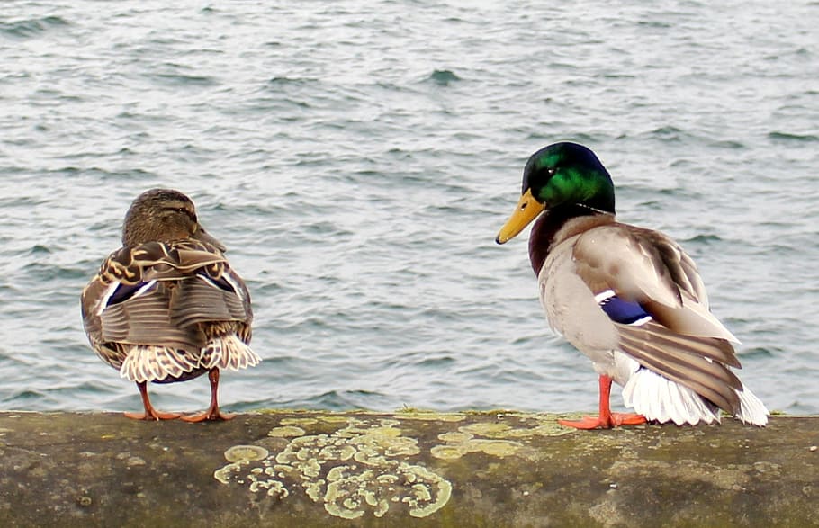 ducks, drake, couple, pair, two, waterfowl, pair of ducks, quay wall HD wallpaper