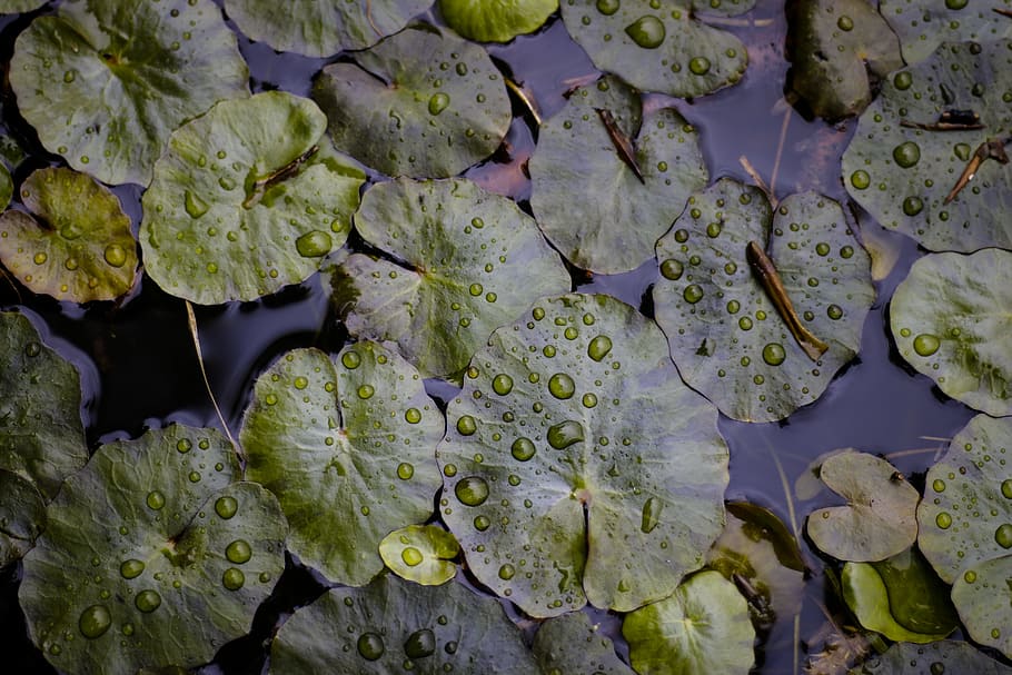 green waterlily closeup photo, water lily on body of water, close up photography HD wallpaper