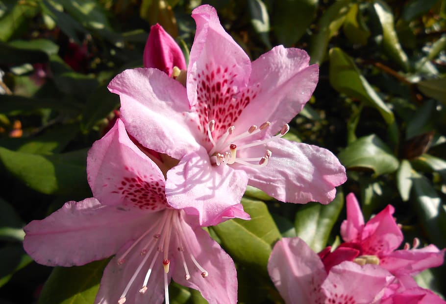 Rhododendron, Blossom, Bloom, Open, Pink, garden, ericaceae, HD wallpaper