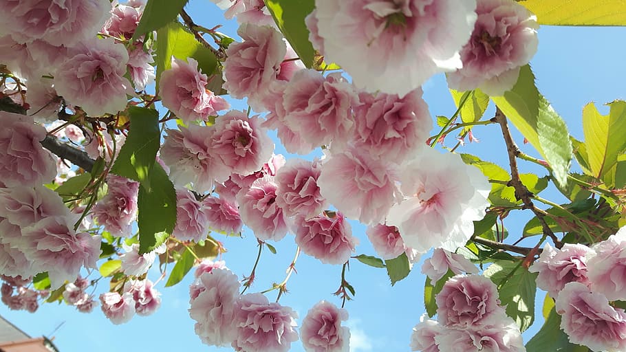 tree, flowers, nature, spring, garden, green, blooms, white HD wallpaper