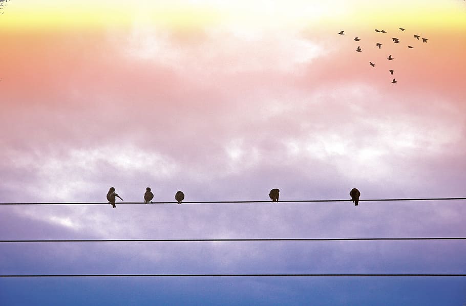 five birds on electric wires, flight, dom, sky, sunrise, sunset HD wallpaper