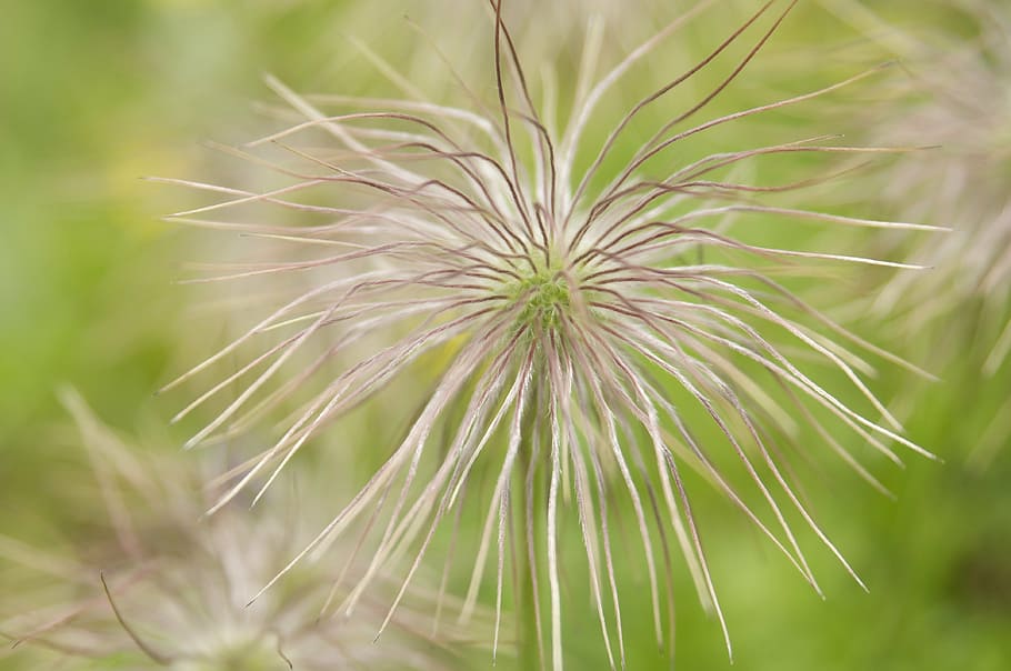 flower, plant, flora, botany, flowers, fragility, nature, outdoors HD wallpaper