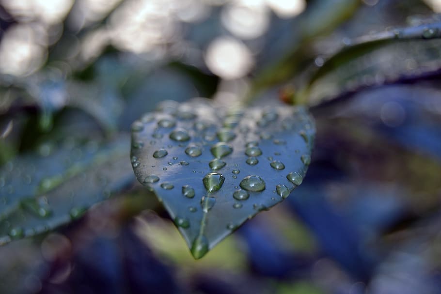 drop, dew, sheet, rain drop, water-drop, let, green, the nature of the HD wallpaper