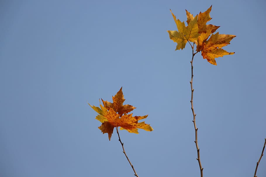 maple, sky, blue, autumn, leaf, plant part, nature, change HD wallpaper