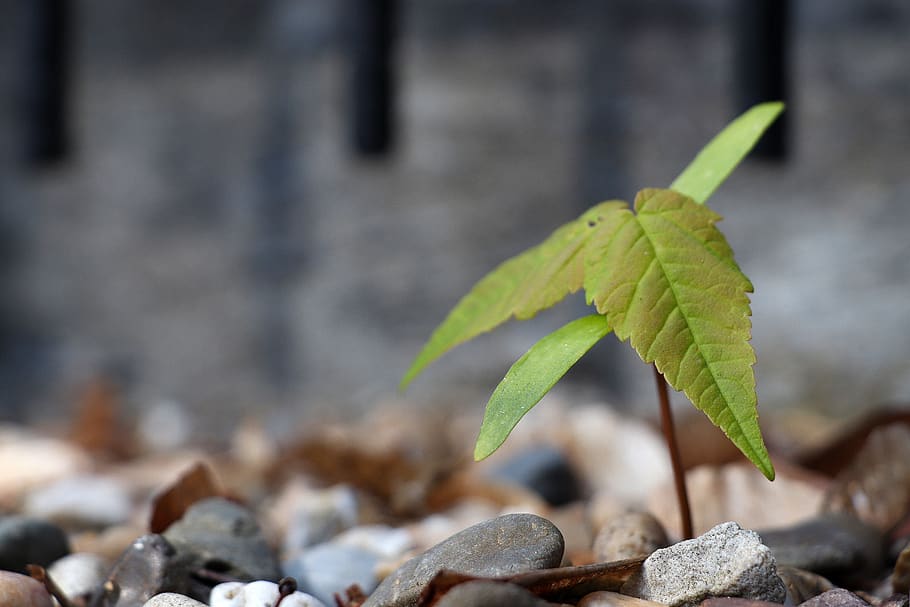 nascent, seedling, growth, button, tree, spring, nature, power HD wallpaper