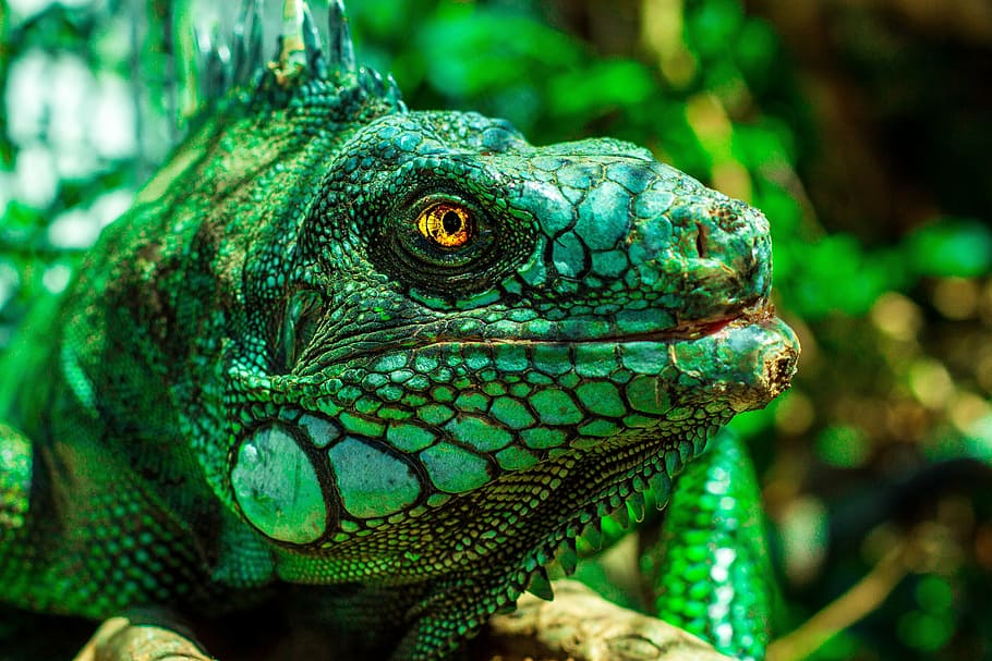 selective focus photography of green iguana, eyes, nature, reptile, HD wallpaper