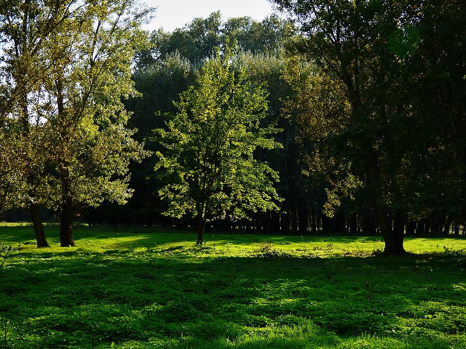 trees, grass, meadow, nature, autumn, forest, slovakia, clear HD wallpaper