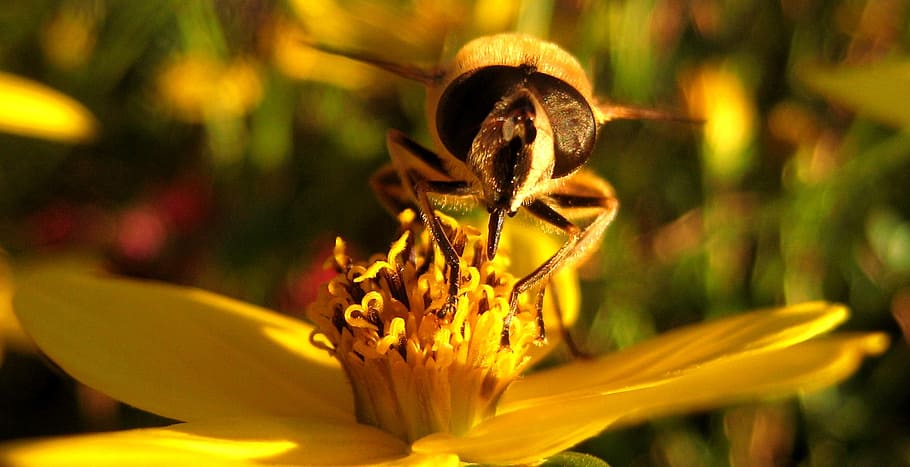 bee, blossom, bloom, macro, flower, insect, pollen, pollination HD wallpaper