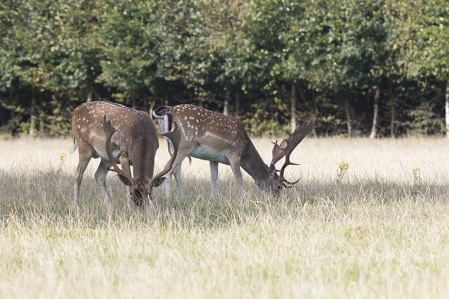 deer, fallow deer, antlers, forest, animal wildlife, plant HD wallpaper