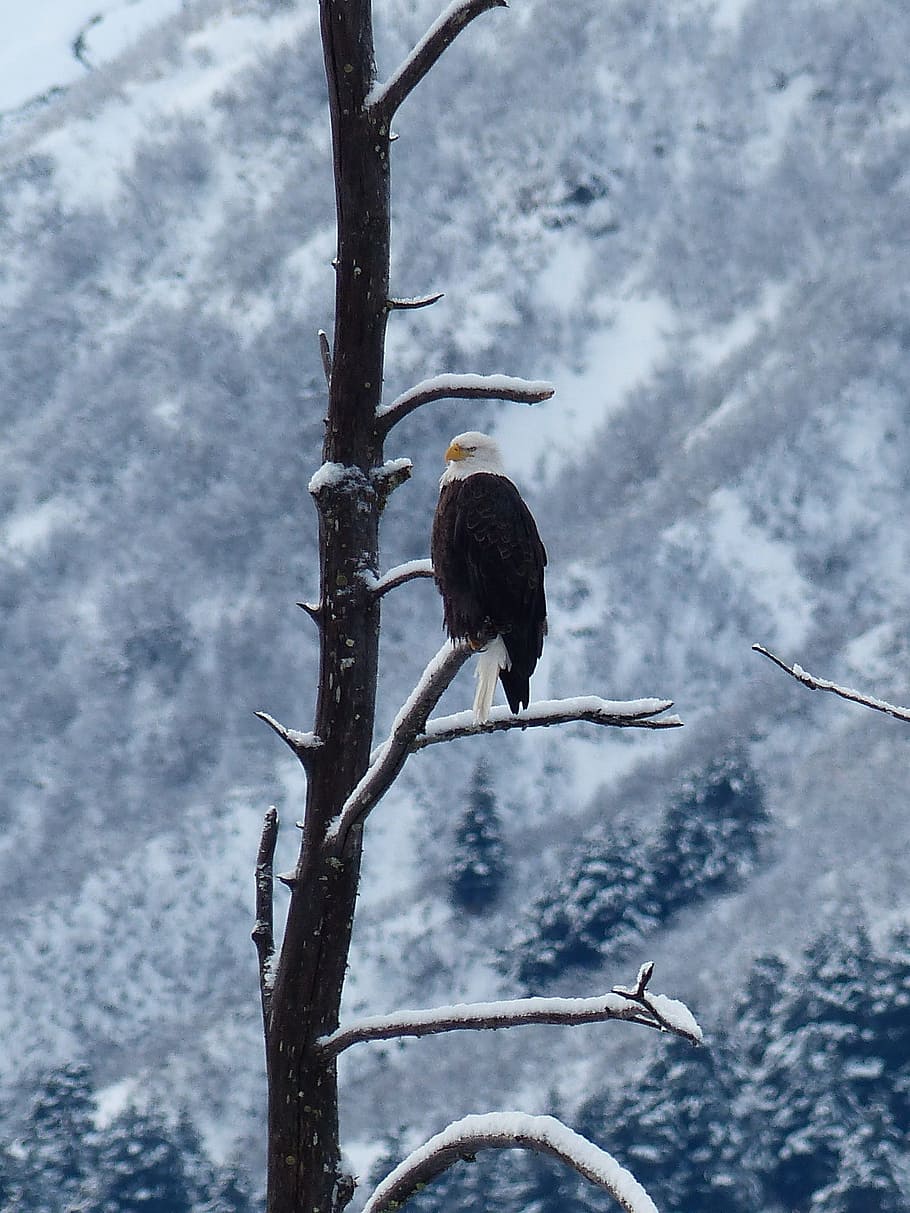 bald eagle, bird, snow, perched, tree, nature, wildlife, predator HD wallpaper