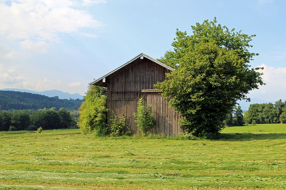 Field, Barn, Hut, Meadow, Nature, field barn, tree, built structure HD wallpaper