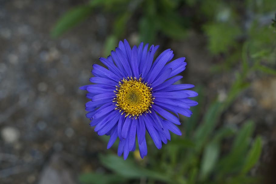 aster, flower, blossom, bloom, summer, blue, bright, flowering plant HD wallpaper
