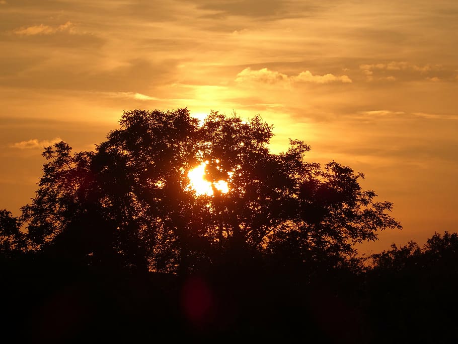 sun, summer, sunset, sky, tree, tranquility, beauty in nature HD wallpaper