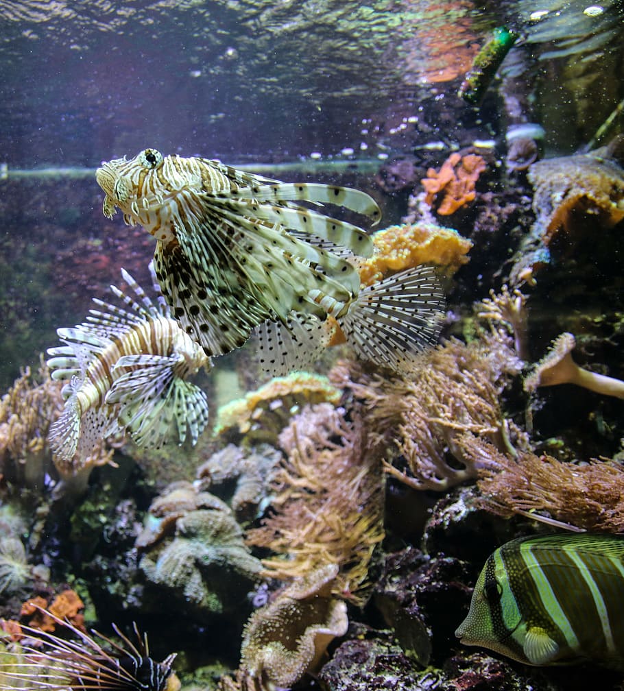 devil fish, aquarium, sea, ocean, sea ​​fish, coral, water HD wallpaper