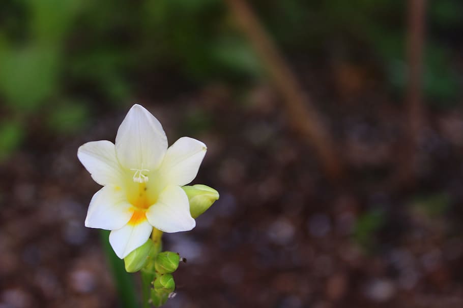 Flower, Nature, Spring, Blossom, green, natural, floral, summer HD wallpaper