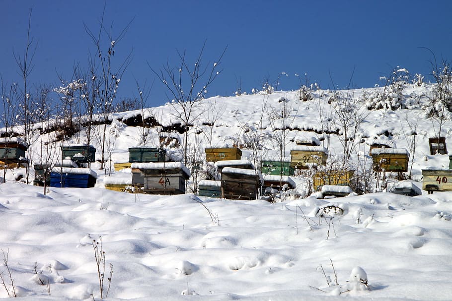 houses covered in snow under blue sky, Apiary, Bee-Keeping, Bee, Hives