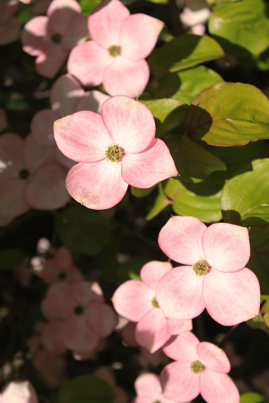 Dogwood 1080P, 2K, 4K, 5K HD wallpapers free download | Wallpaper Flare