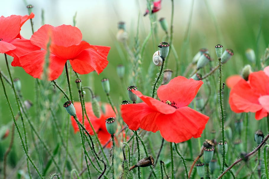 poppy, red, snail, spring, flower, nature, petals, flowering HD wallpaper