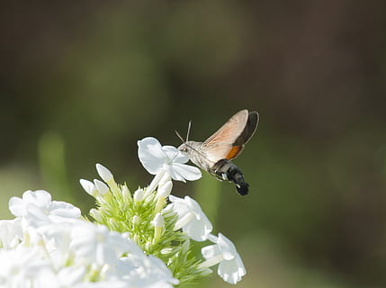 hummingbird hawk moth, insect, flower, flowering plant, invertebrate HD wallpaper
