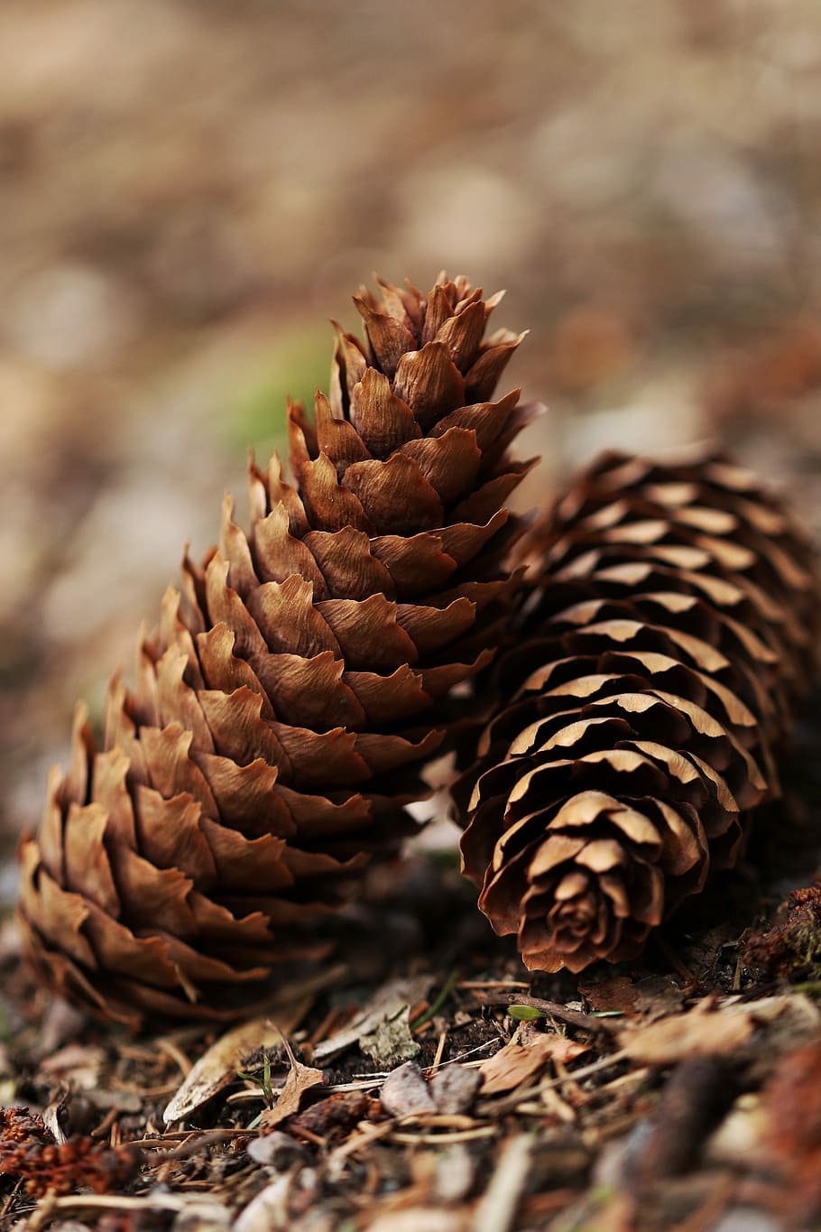 Pinecone, Wood, Nature, Outdoor, Forrest, forest, selective focus, HD wallpaper