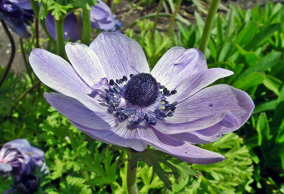 flower, blue, spring, garden, plant, nature, flowering plant HD wallpaper