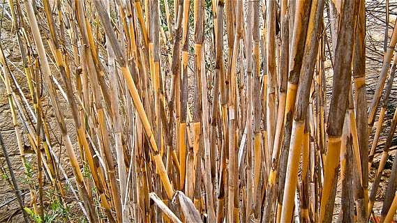 cane, arundo donax, stems cylindrical, vegetable, botany, nature HD wallpaper