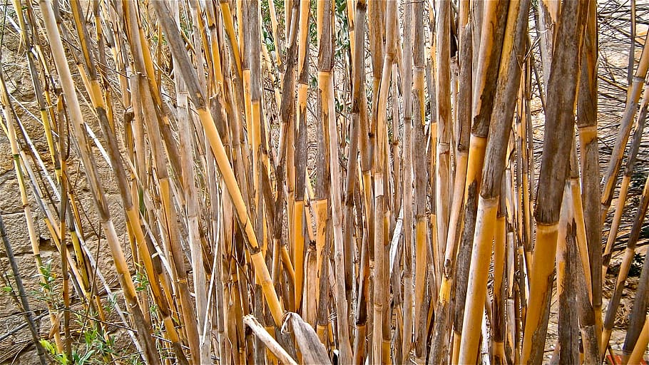 cane, arundo donax, stems cylindrical, vegetable, botany, nature HD wallpaper