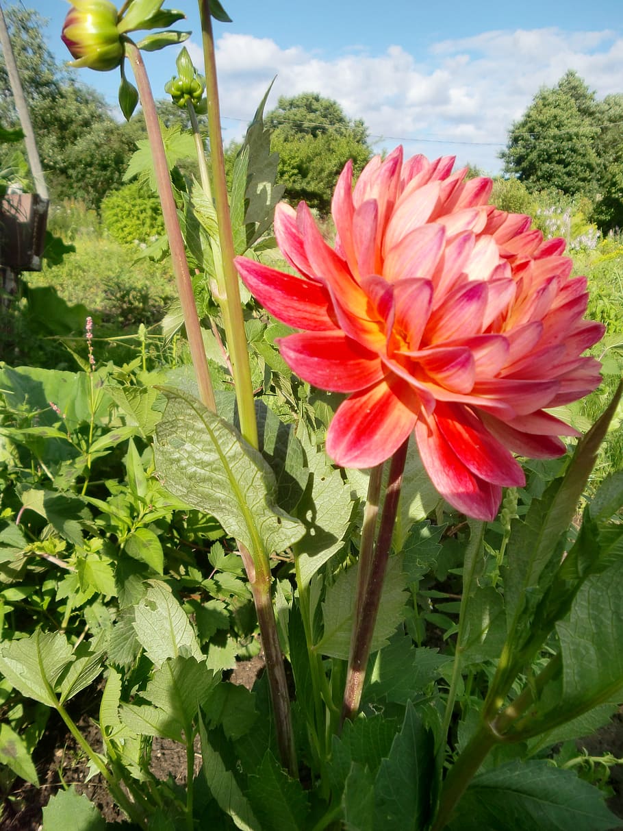 flower, original, red, summer, nature, plant, pink Color, flowering plant HD wallpaper