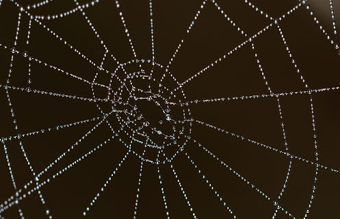 light, water, pattern, abstract, arachnid, close-up, cobweb, connection HD wallpaper