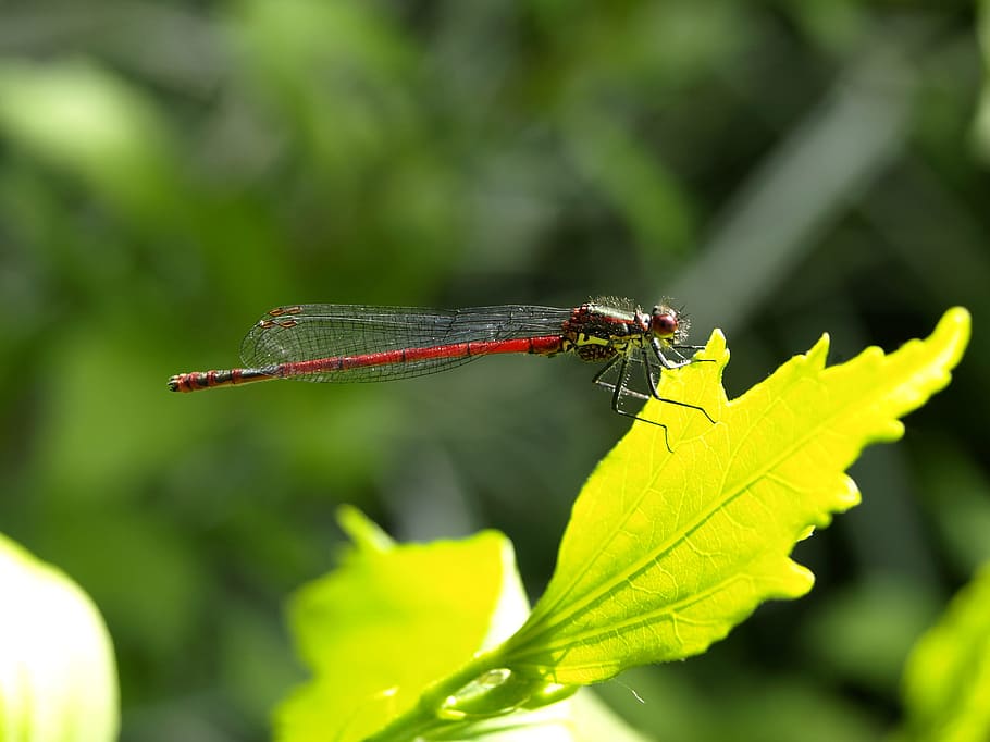 Dragonfly, Insect, Flight, red, flight insect, wing, nature HD wallpaper