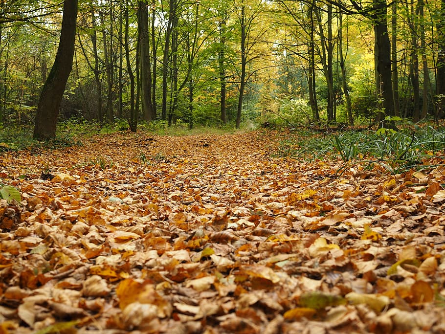 fall foliage, leaves, forest, fall color, nature, autumn light HD wallpaper