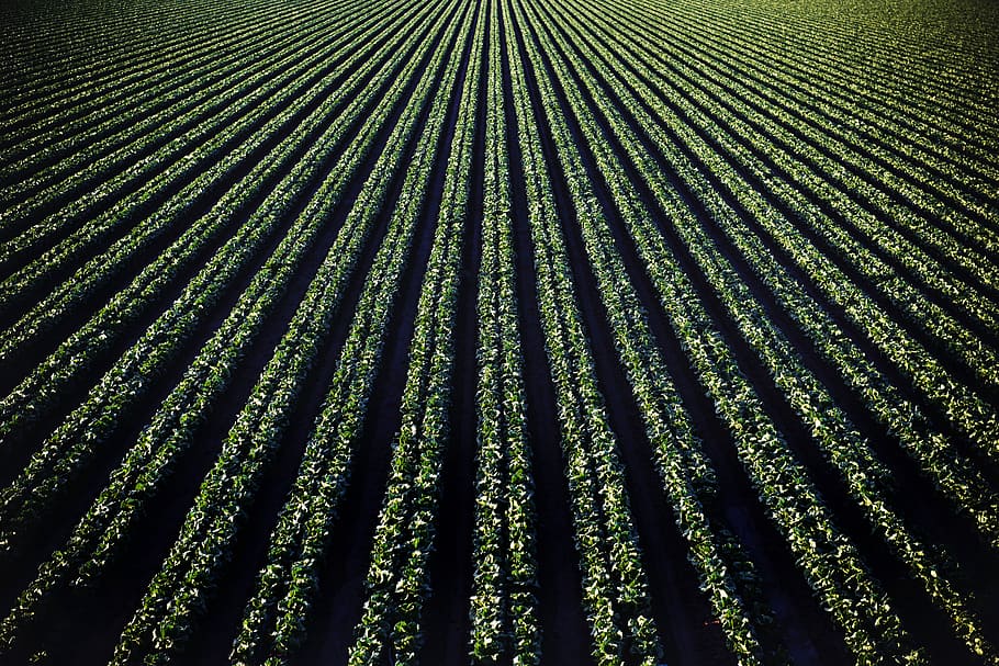 green leafed plant field, green grass field, pattern, lettuce HD wallpaper