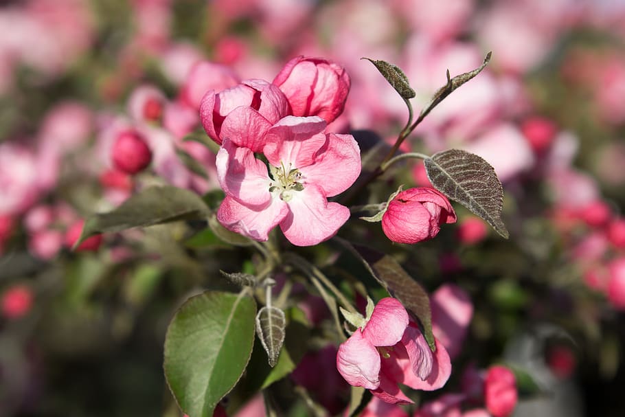 spring, bloom, tree, apple tree, garden, nature, flower, pink HD wallpaper