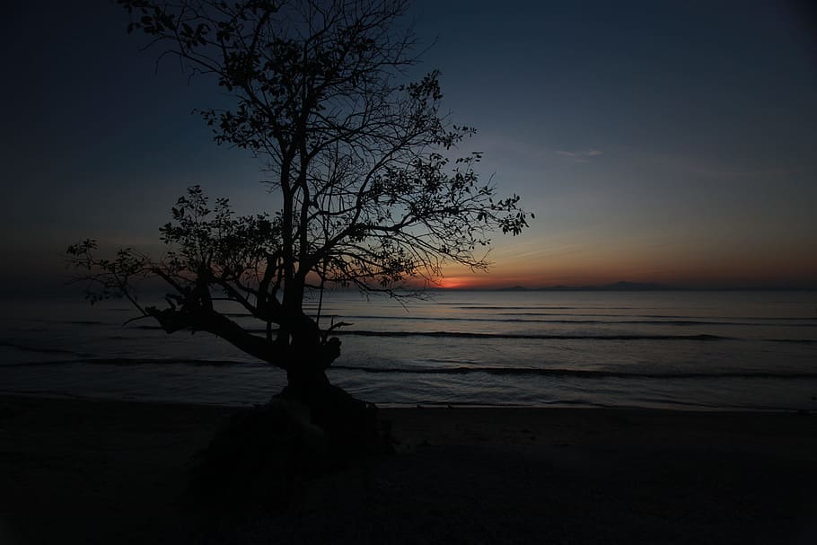 Sunset, Evening, Landscape, Silhouette, tree, sea, beauty in nature HD wallpaper