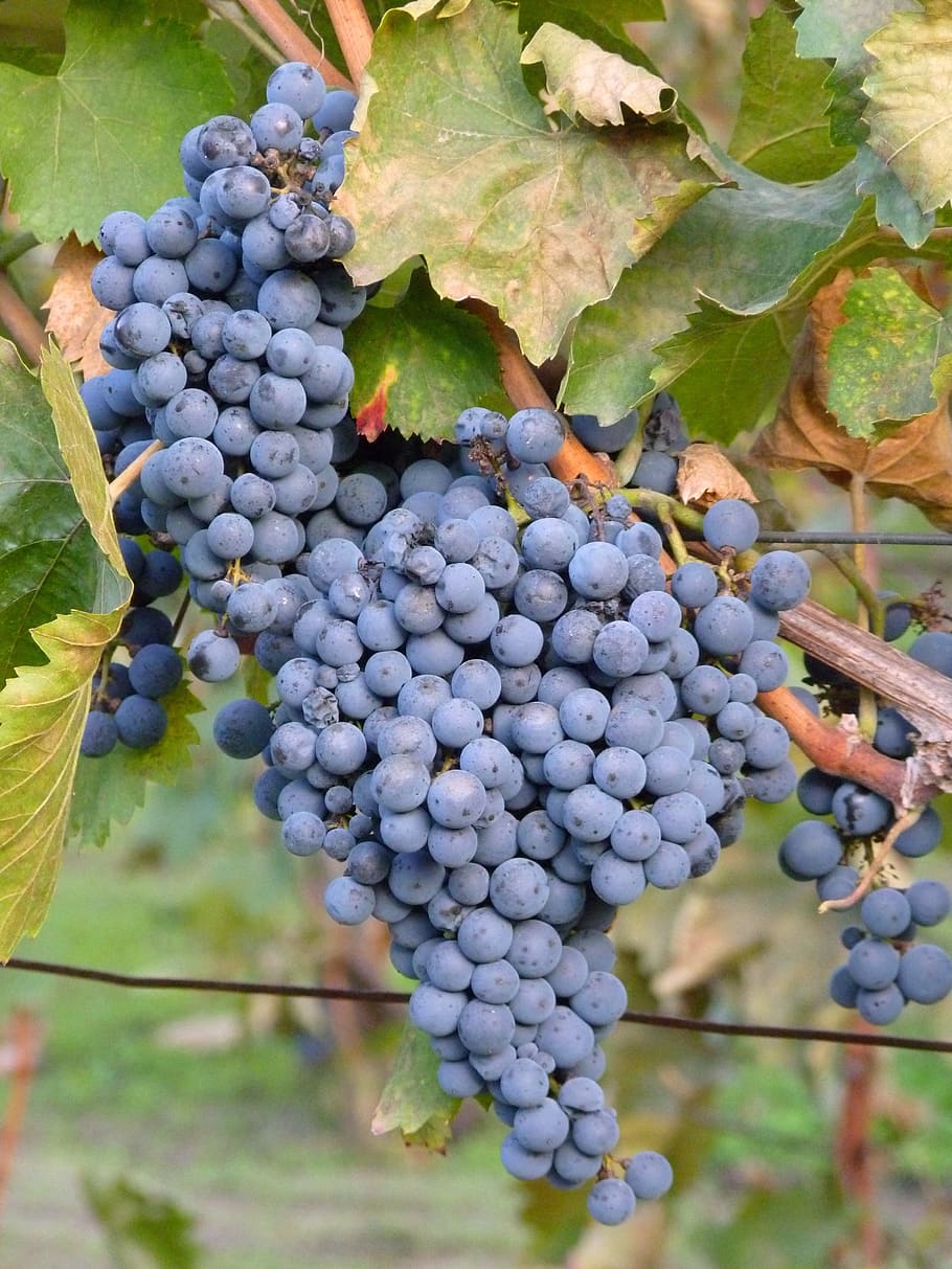 Bunch Of Grapes On Vineyard At Sunset, Close Up. Diffuse Light Stock Photo,  Picture and Royalty Free Image. Image 203447671.