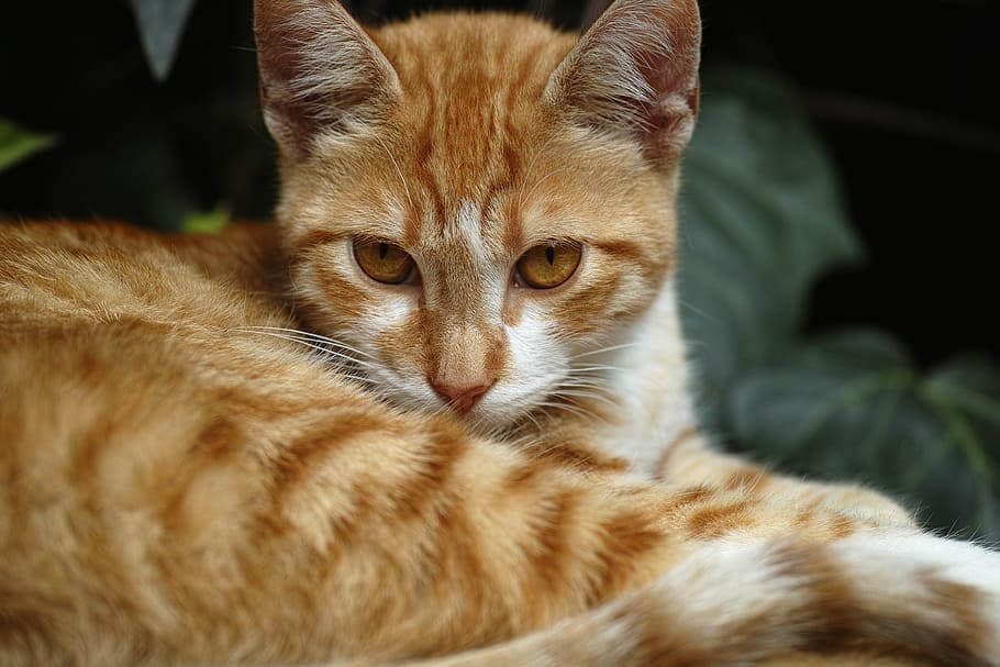 shallow focus photography of brown and white Tabby cat, Animal